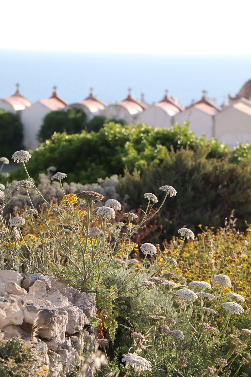 Fleurs sauvages devant le cimetière marin de Bonifacio, face à la mer