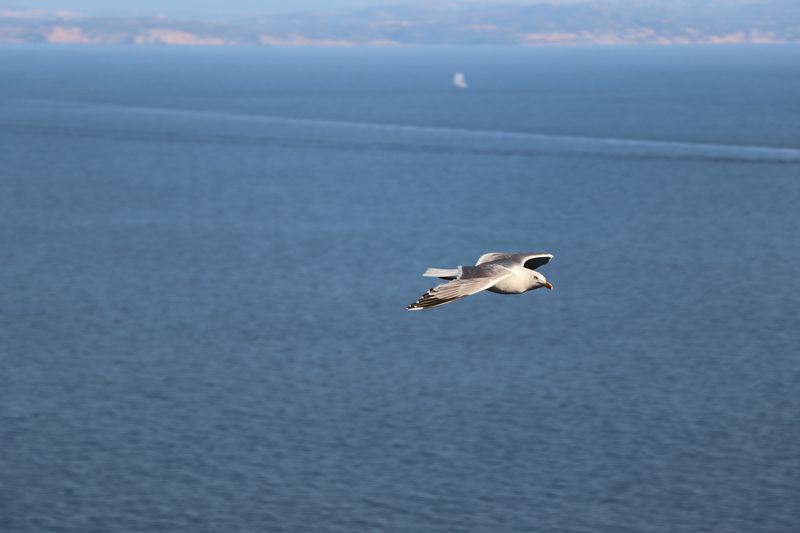 Un goéland plane au-dessus de la mer, la côte au loin